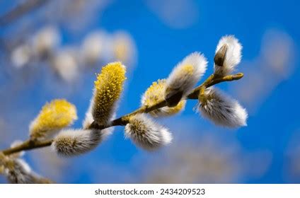30 Thousand Pussy Willow Tree Royalty Free Images Stock Photos Pictures Shutterstock