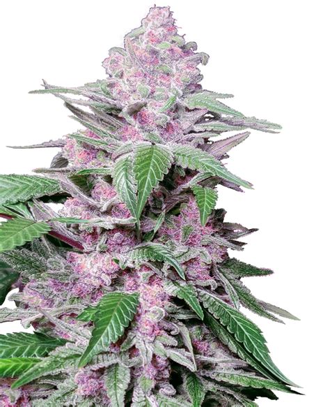 Purple Cookie Kush Feminized Seeds Sensi Seeds