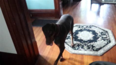 How To Take Walks When It S Too Hot Outside Youtube