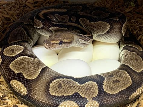 How To Determine The Sex Of A Snake A Beginners Guide