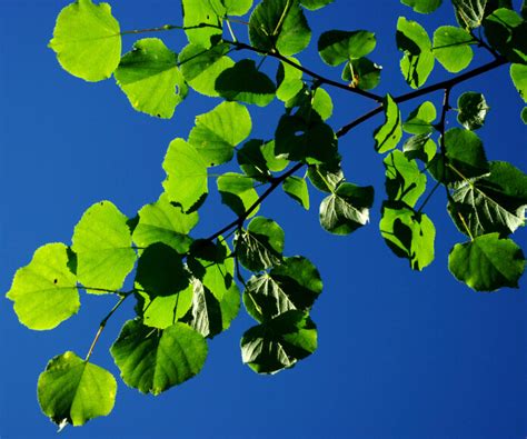 Tilia Cordata Euforgen European Forest Genetic Resources Programme