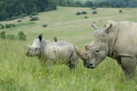 The Wilds Of Ohio Goandersongroups By Us Tours