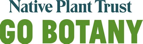 Zostera Marina Eel Grass Seawrack Go Botany