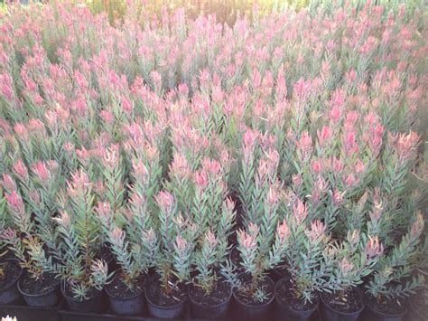 Leucadendron | Ausflora Pacific | Leucadendron Red Countess