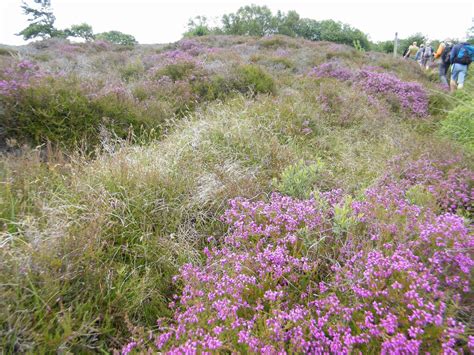 Dorset Group Jun Studland Beach And Dunes Gay Outdoor Club