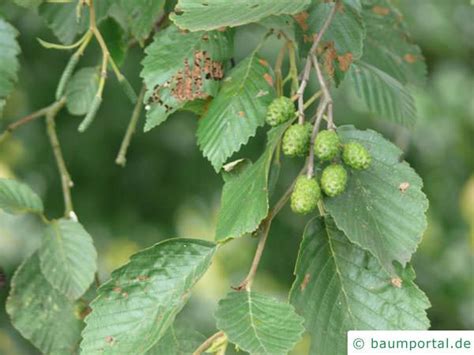 Alnus Incana