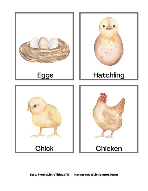 Chicken Life Cycle