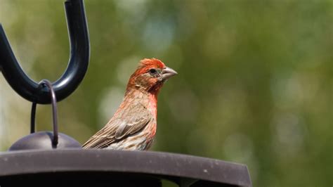 The Best Feeders To Attract Finches To Your Yard