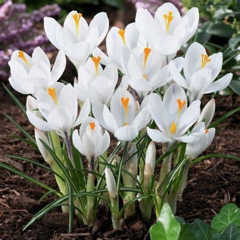 White Crocus bulbs | €3.50🌸🌿🌱🌳🌼 | Crocus bulbs, Fall plants, Crocus flower
