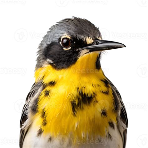 Beautiful Yellow Wagtails Bird On Transparent Background Ai Generated