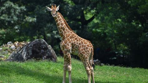 North Carolina Zoo giraffe calf dies unexpectedly : r/NorthCarolina