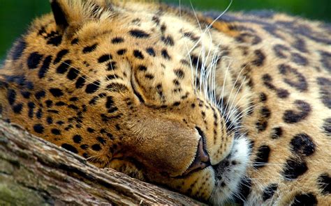 Sleeping Leopard Wallpapers - Top Free Sleeping Leopard Backgrounds ...