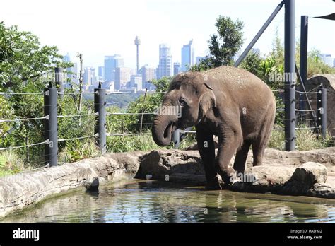 Taronga zoo tickets hi-res stock photography and images - Alamy