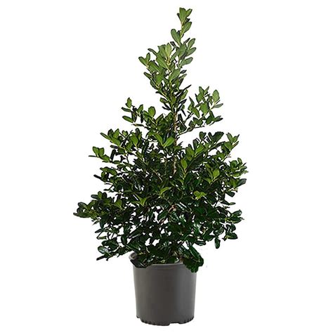 7 Gal. Nellie R. Stevens Holly Shrub with Dark Green Foliage 15820 ...