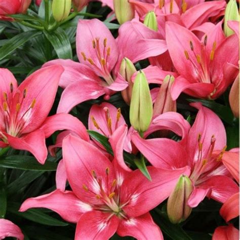 Луковицы Лилии Гаршинка купить по выгодной цене в интернет-магазине ...