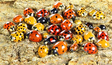 What Do Ladybugs Eat And Drink In Your Garden