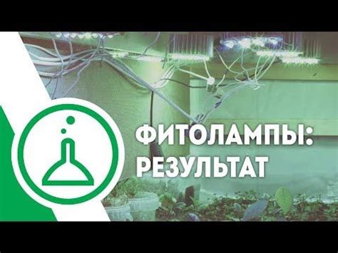 Фитолампы для растений. Эксперимент и отзыв. 100 ламп, 8 спектров и ...