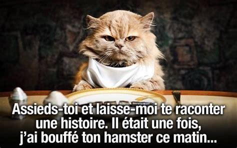 Lhumour Pas Drôle Du Chat