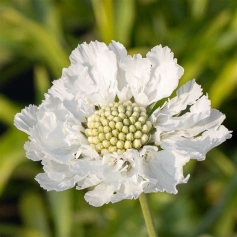 11 Scabiosa Fama White HarrietZunaira