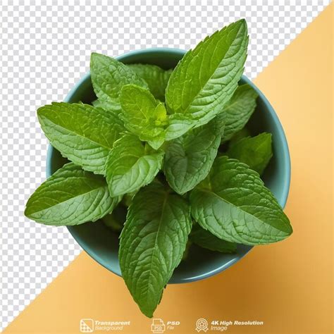 Premium PSD Health Benefits Of Green And Fresh Mint Leaves Isolated