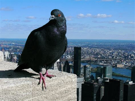 NYC pigeon-14nt2z1 – WildLIFE