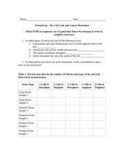 The Cell Cycle And Cancer Worksheet Virtual Lab The Cell Cycle And