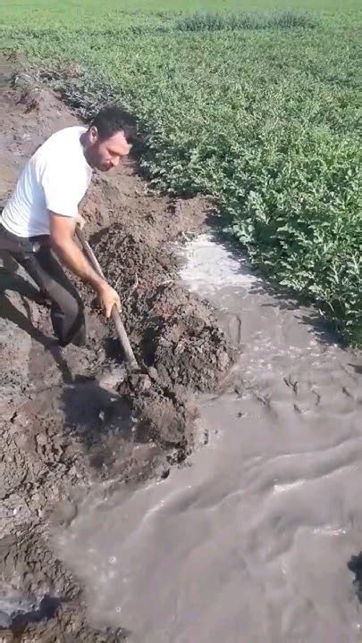 Полив 🍉💦💪🏻 - YouTube
