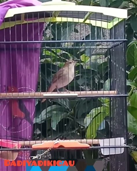 Sikatan Londo Gacor Pas Buat Pancingan Semua Jenis Burung Di Pagi Hari