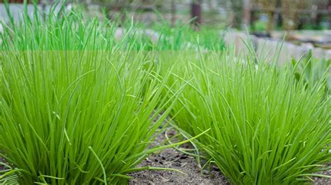 What Herbs Can Be Planted Together A Quick Guide