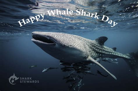 International Whale Shark Day Respecting The Oceans Largest Living