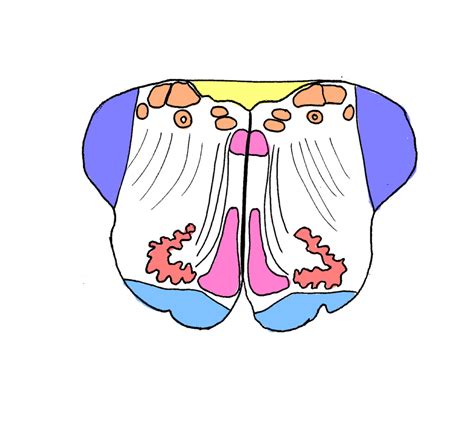 Transverse Section Through The Rostral Medulla At The Level Of Inferior