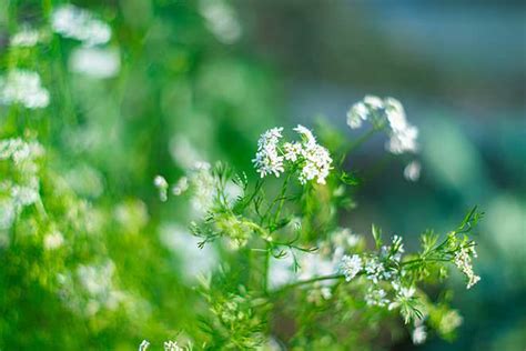 Cilantro vs Parsley - Difference and Comparison | Diffen