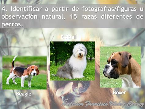 Especialidad De Semillas Desarrollada Conquistadores En Ppt 2