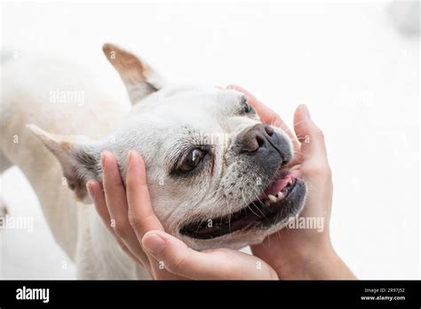 Human Hands Holding Adorable Dog Face Funny Dogs Face Friendship Of