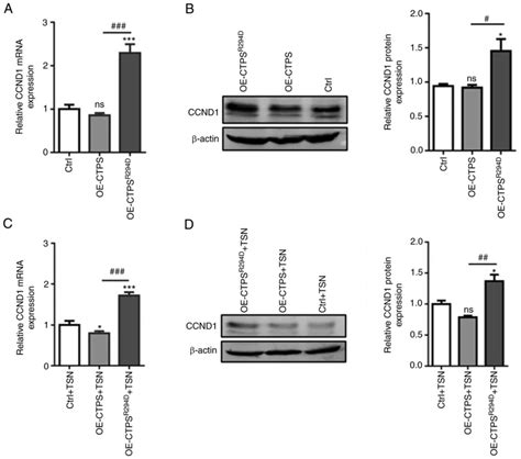 Ctps Cytoophidia Formation Affects Cell Cycle Progression And Promotes