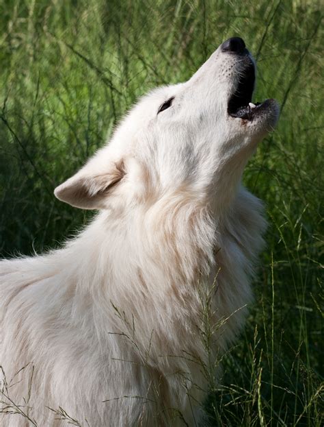 File:Howling White Wolf.jpg - Wikimedia Commons