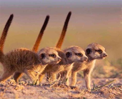 Arte Dynasties Animales Une Série Documentaire Produite Par La Bbc