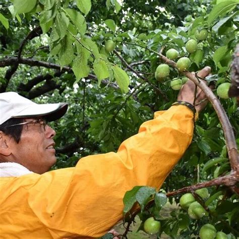 小田原の曽我梅林で梅の初もぎが行われました 午前中、雨☔️が降っていましたが、梅農家に雨は関係なし！！緑のダイヤモンドのように輝く『白加賀』を