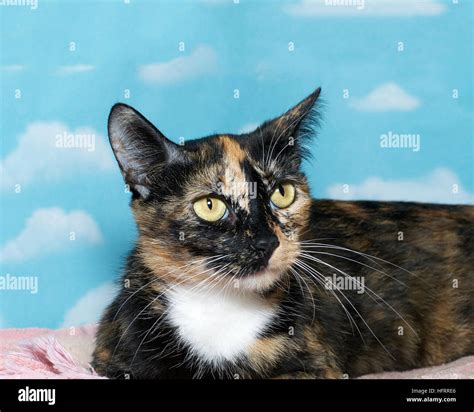 Portrait Of A Calico Tortie Tortoiseshell Mix Cat On Pink Blanket With