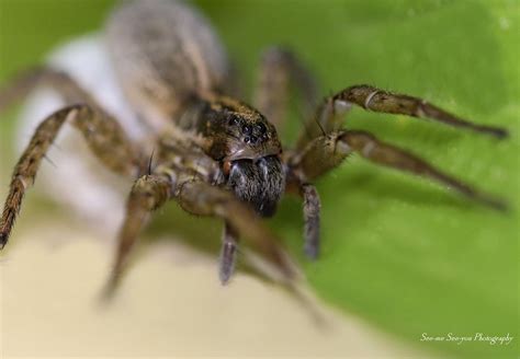 Spider Egg Nature - Free photo on Pixabay - Pixabay