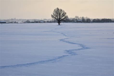 Landscape With A Lonely Naked Tree In A Winter Field Stock Image Image Of Location Detail