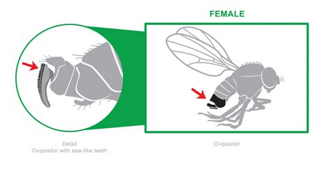 How To Identify Spotted Wing Drosophila Ahdb