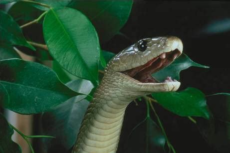 Animals world: black mamba snake