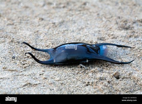 Spotted Ray Egg Case Raja Montagui Washed Up On A Cornish Beach Winter
