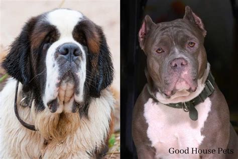 St Bernard Pitbull Mix Everything You Need To Know