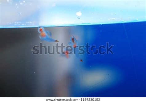 128 Sea Angel Slug Images, Stock Photos, 3D objects, & Vectors ...