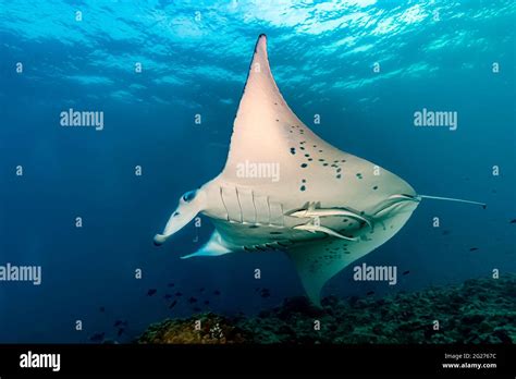 Remora fish attached hi-res stock photography and images - Alamy