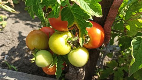 Яблоня Братчуд Описание Сорта Фото Отзывы – Telegraph