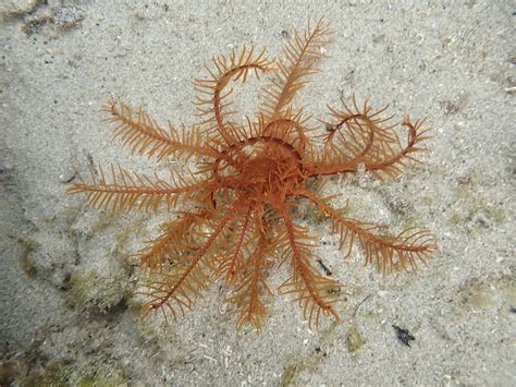 Orange Feather Star From Port Fairy Vic Australia On March