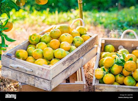 organic orange agriculture harvest plantation Stock Photo - Alamy